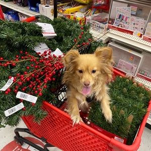 Meet your Posher, Shauna